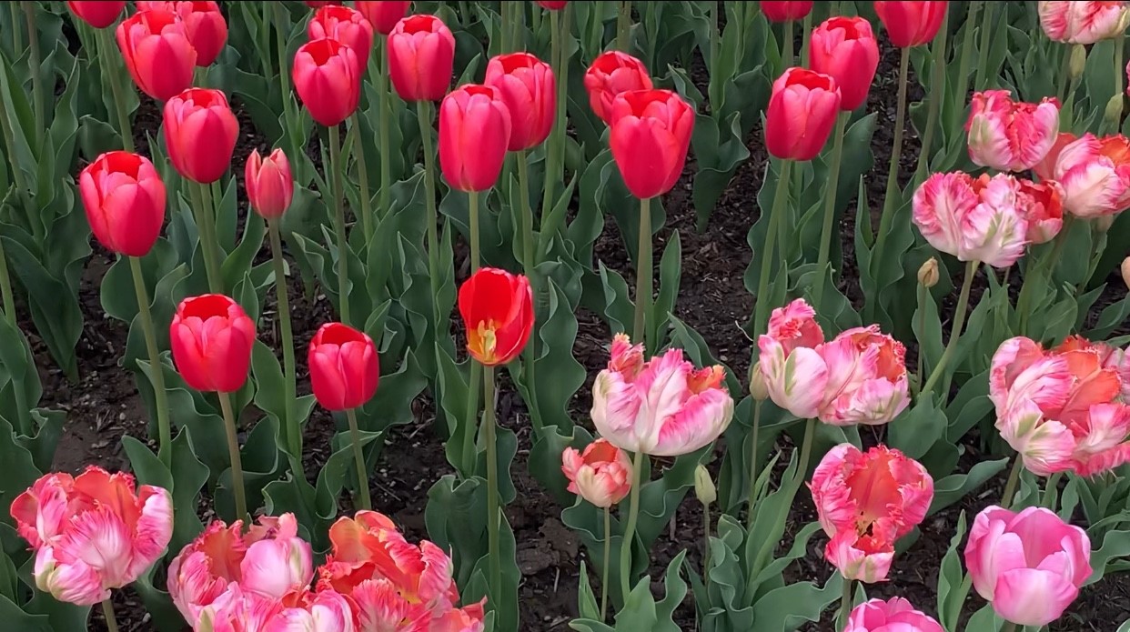 68292591_1797344243702648_8154871644913926144_n